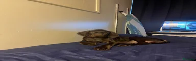 Rico 