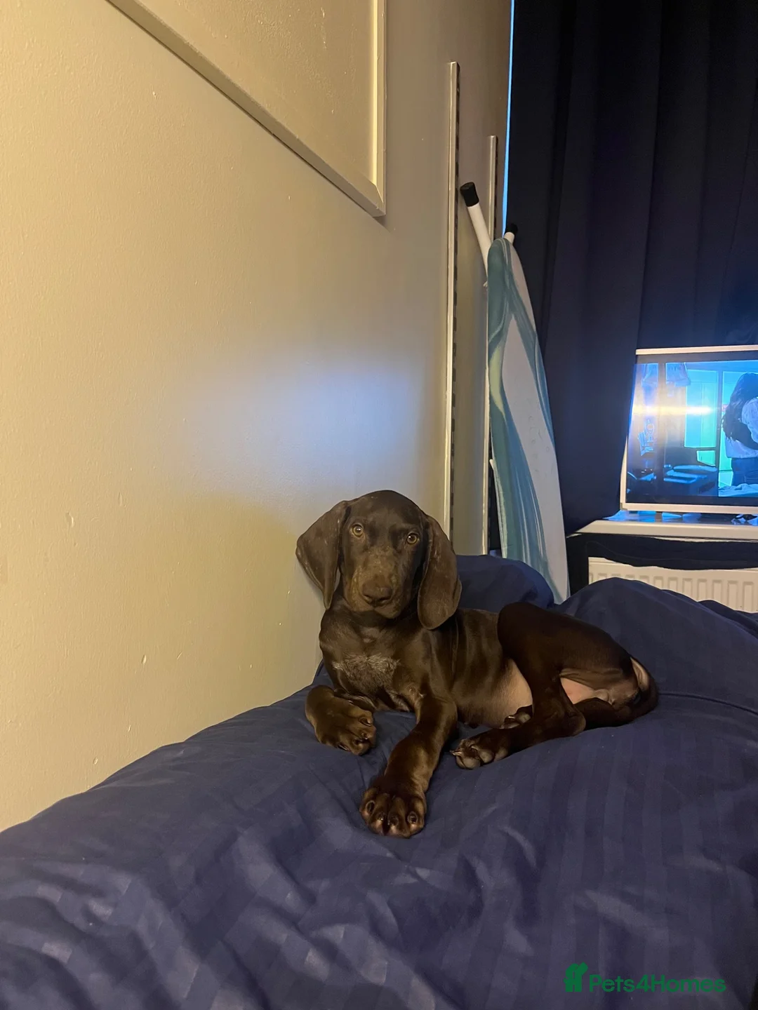Mixed Breed dogs for sale: 3 months GSPxVIZLA sadly rehoming  in Thirsk - Advert 1