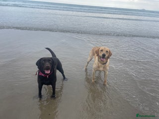 Labrador Retriever dogs Labrador puppies - Advert 3