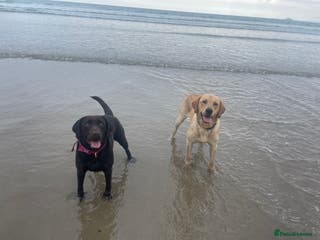 Labrador Retriever dogs Labrador puppies - Advert 12