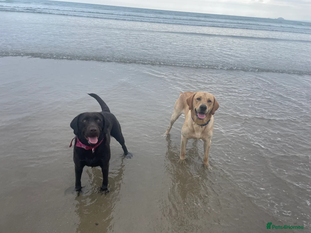 Labrador Retriever dogs for sale: Labrador puppies - Advert 1