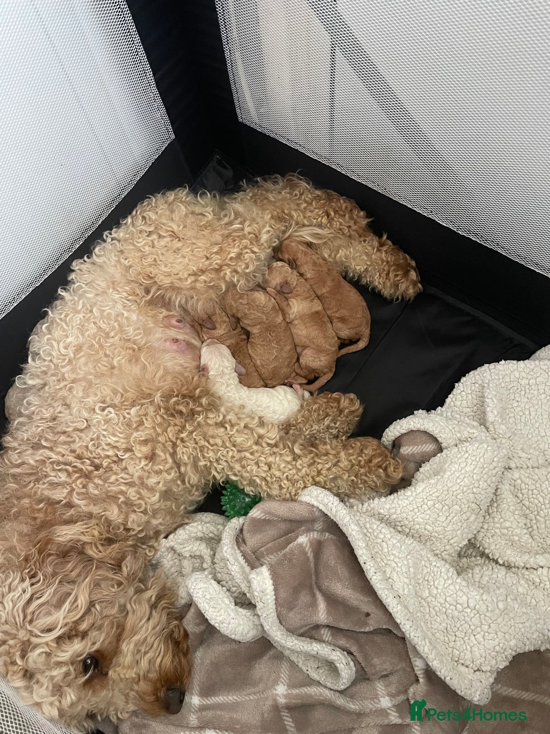 Labradoodle dogs for sale: Labradoodle puppies  - Image 5