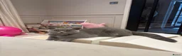 British Shorthair cats for sale: british blue shorthair  - Advert 6