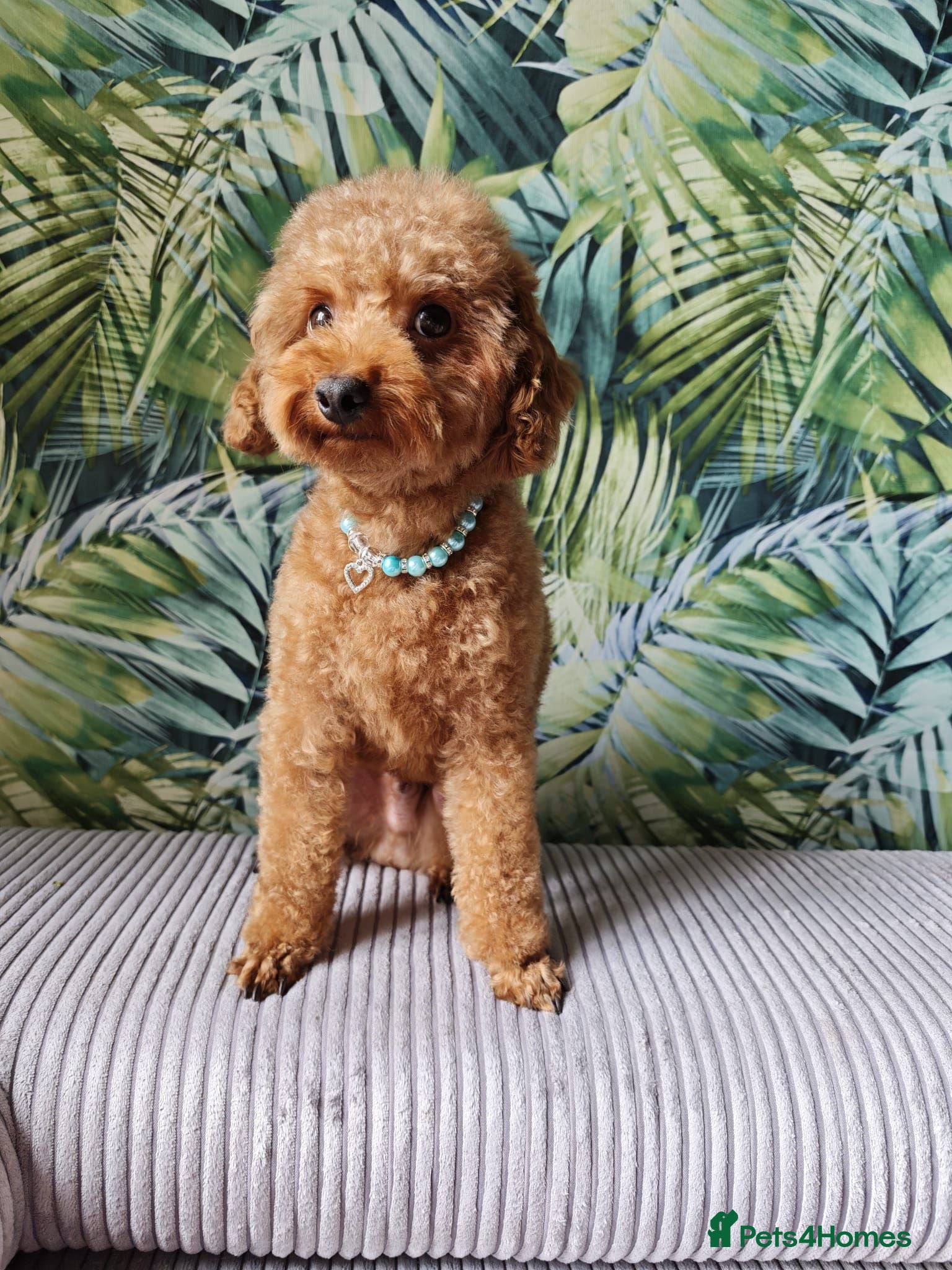 Toy Poodle dogs Vinnie 💥 - Advert 19