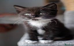 Domestic Shorthair cats for sale: Friendly kittens looking for new families - Image 2