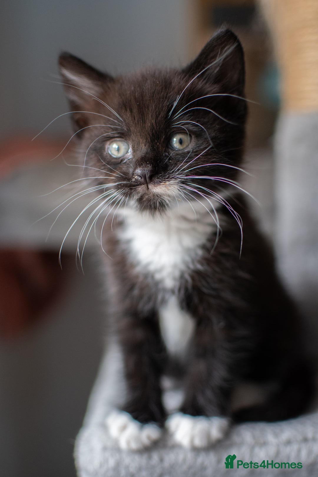 Domestic Shorthair cats for sale: Friendly kittens looking for new families - Image 2