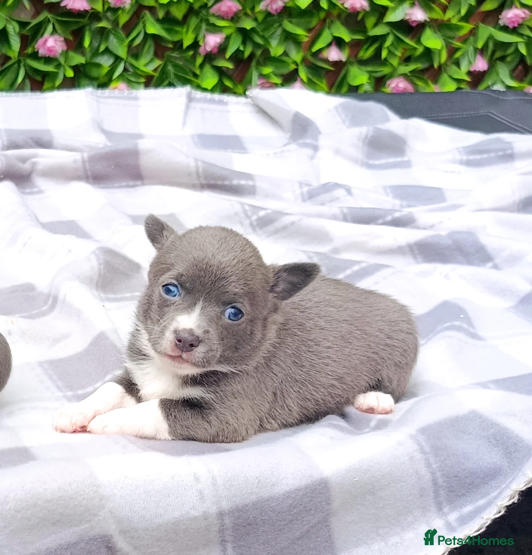 Chihuahua dogs for sale: STUNNING LITTLE PUPS KC REG 2 GIRLS  - Advert 2