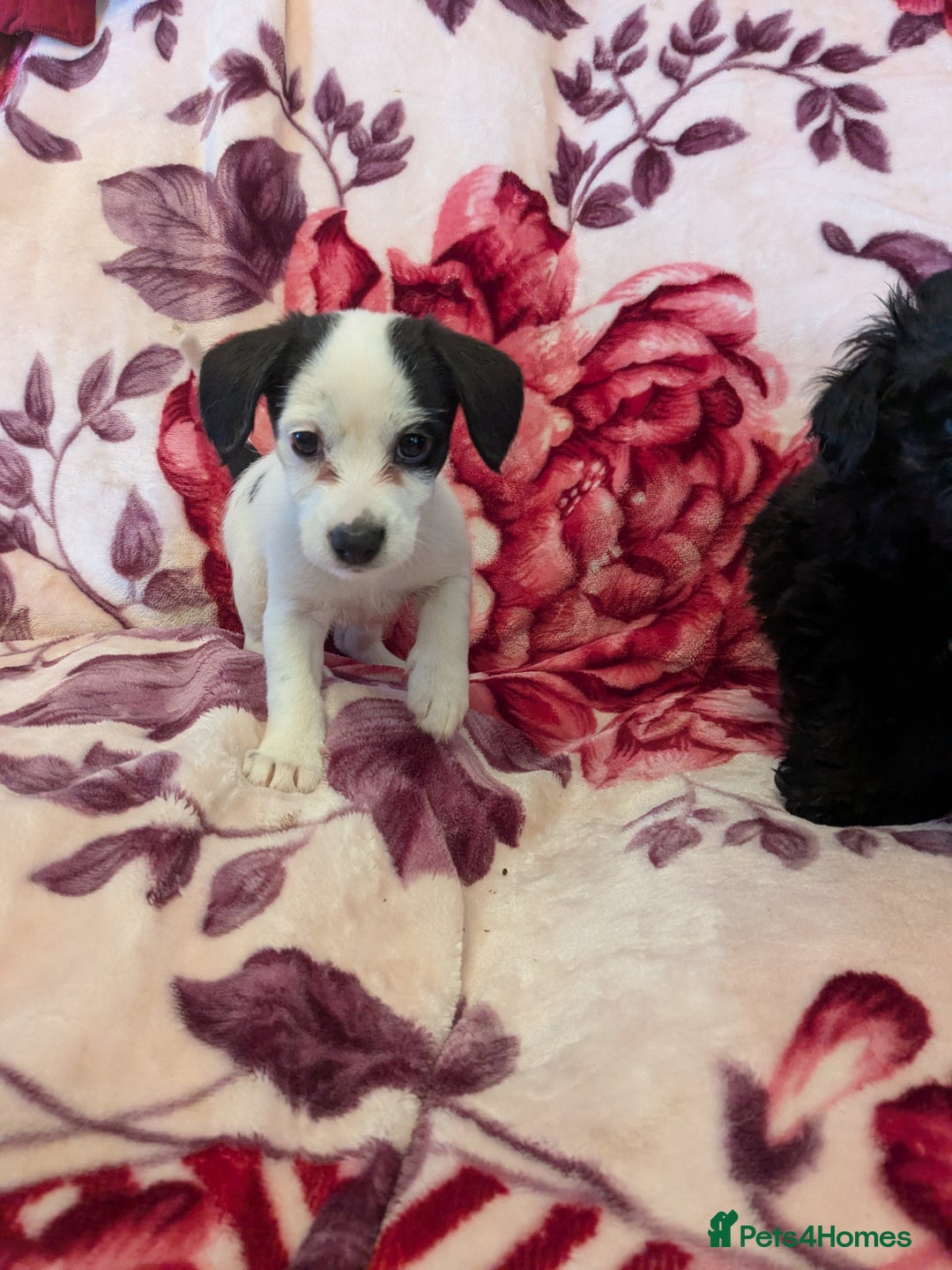Mixed Breed dogs for sale: F1b cockapoo - Image 1
