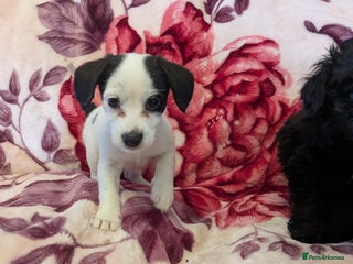 Mixed Breed dogs - Advert 17