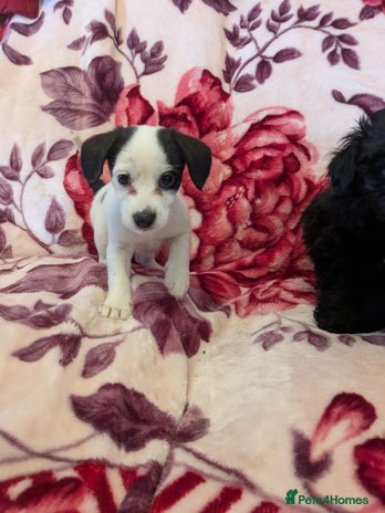 Mixed Breed dogs - Advert 13