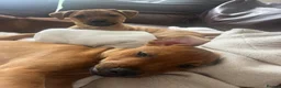 Mixed Breed dogs for sale: Stunning playful puppies  - Advert 6