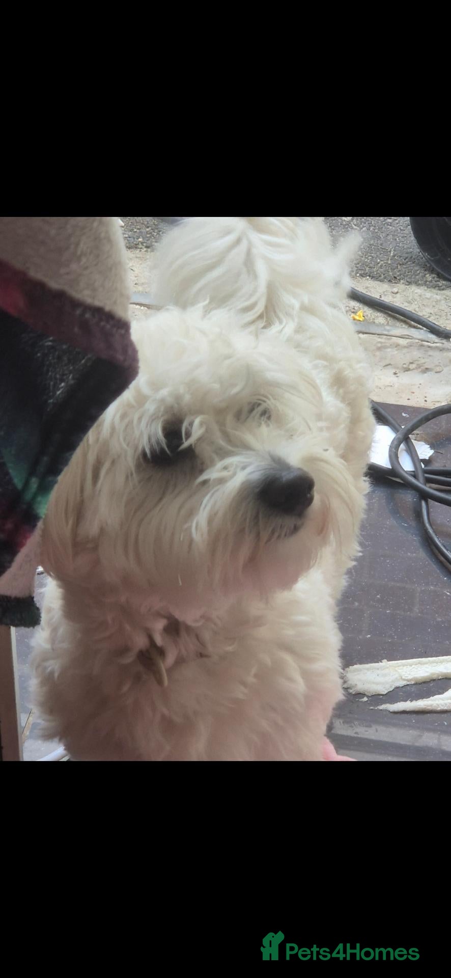 Mixed Breed dogs Male maltibe - Advert 6