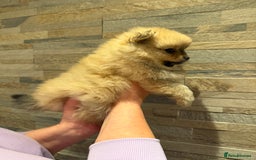 Pomeranian dogs for sale: Gorgeous Female Poms ☺️ - Advert 10