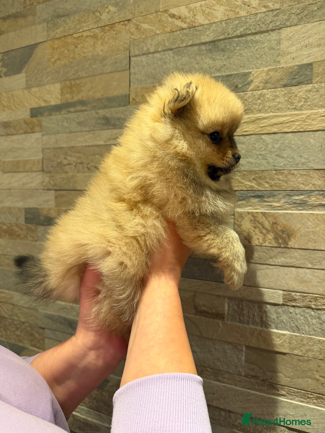 Pomeranian dogs for sale: Gorgeous Female Poms ☺️ - Advert 10