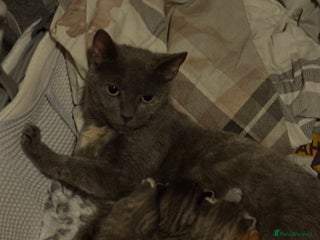 British Shorthair cats - Advert 23