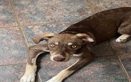 Mixed Breed dogs for adoption: Teya- sweet and loving  - Image 1