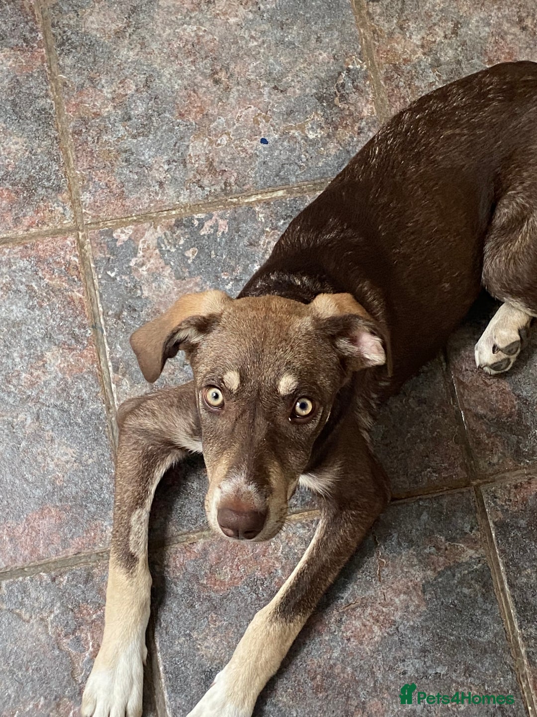 Mixed Breed dogs for adoption: Teya- sweet and loving  - Image 1