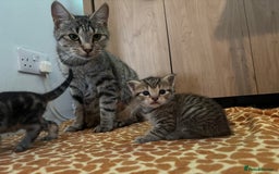 Mixed Breed cats for sale: Mix breed beautiful kittens - Image 23