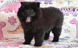 Chow Chow dogs for sale: Exotic colour chowsky puppies for sale  - Image 8