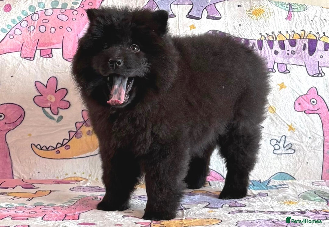 Chow Chow dogs for sale: Exotic colour chowsky puppies for sale  - Image 8