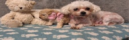 Maltipoo dogs for sale: Gorgeous DNA tested Maltipoo - Advert 5
