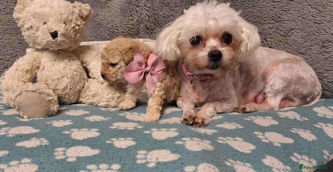 Maltipoo dogs for sale: Gorgeous DNA tested Maltipoo - Advert 5