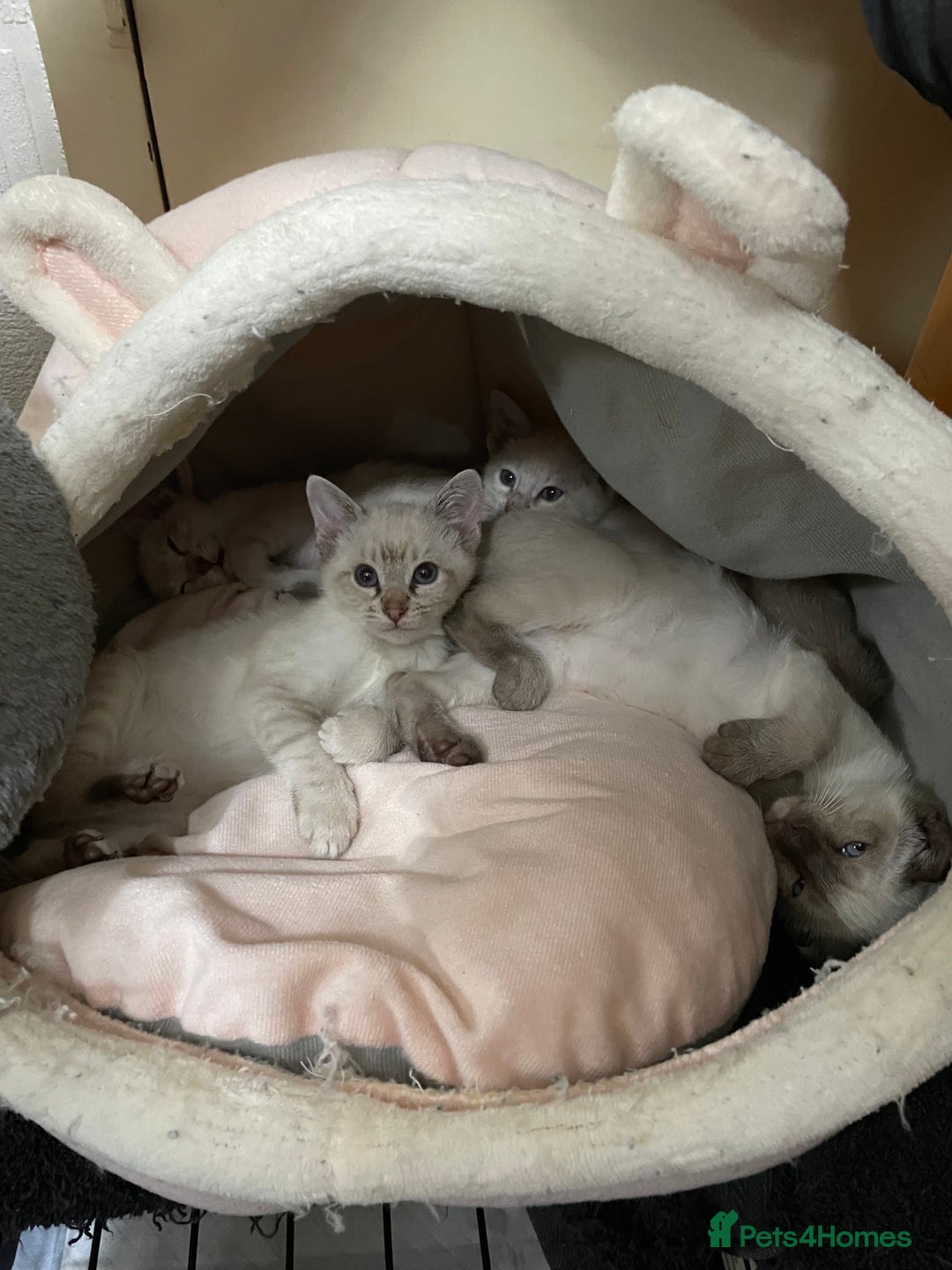 Bengal cats for sale: ABSOLUTELY BEAUTIFUL KITTENS 🐈‍⬛ XX - Advert 20