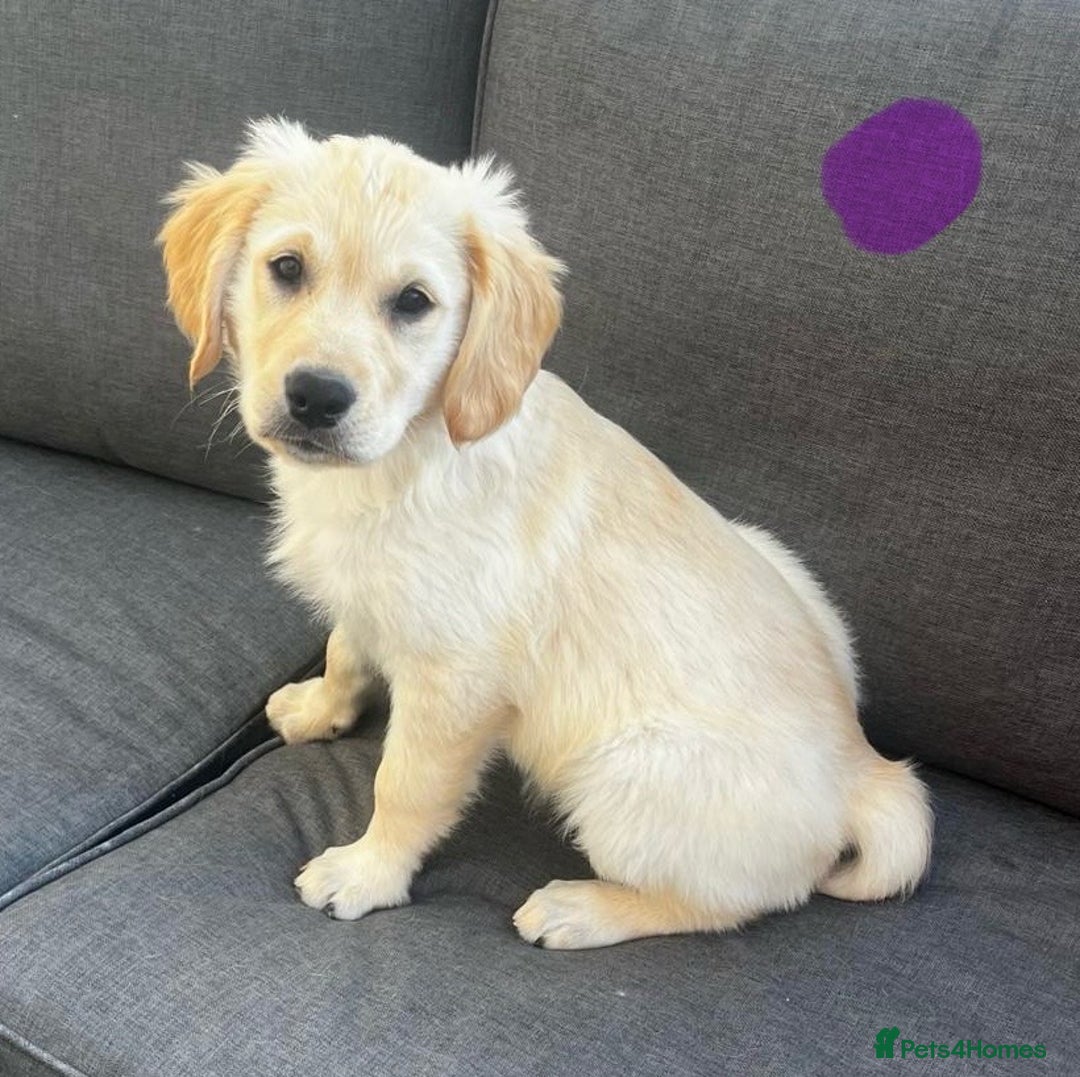 Golden Retriever dogs for sale: Beautiful KC reg Fluffy Golden Retriever Puppies - Image 28