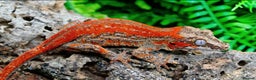 Gecko reptiles for sale: Red Stripe Holdback Gargoyle gecko Female - Advert 1
