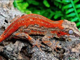 Gecko reptiles Red Stripe Holdback Gargoyle gecko Female - Advert 11