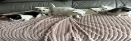 Turkish Angora cats for sale: ✨️🌸Stunning Turkish Angora Females✨️🌸 in Birmingham - Advert 19