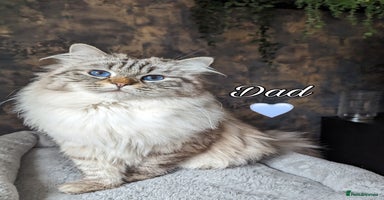 Siberian cats - Advert 5