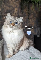 Siberian cats - Advert 1