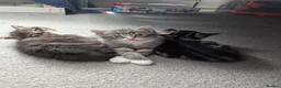 Mixed Breed cats for sale: Kittens available  in Herne Bay - Advert 9
