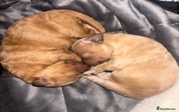 Mixed Breed dogs for sale: Cockapoochon puppies - Image 4