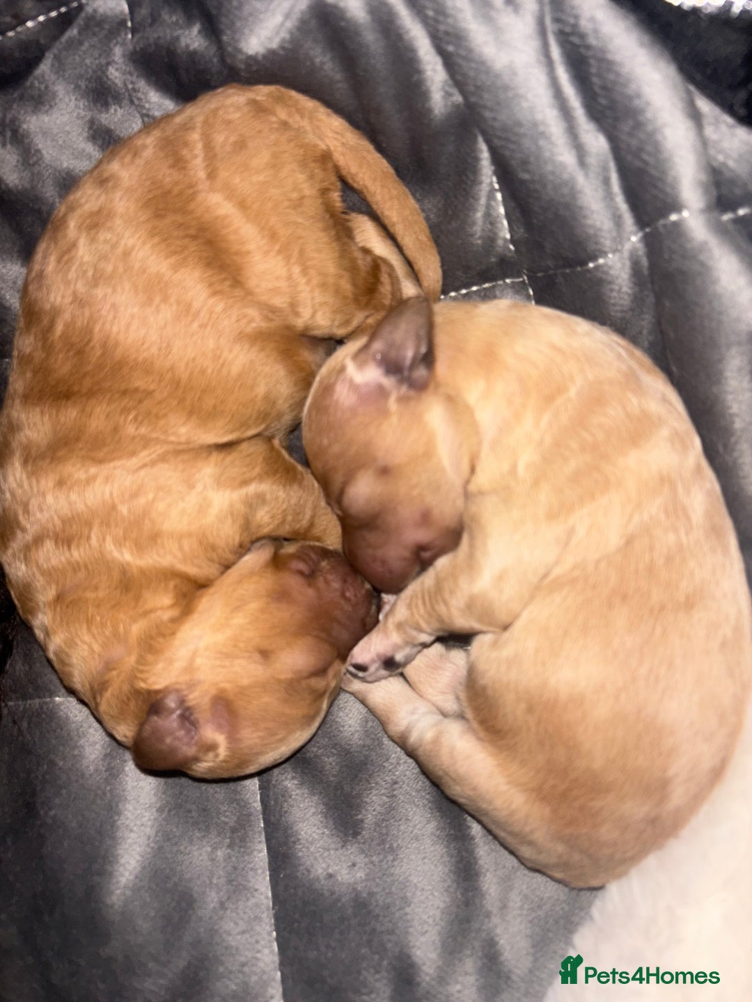 Mixed Breed dogs for sale: Cockapoochon puppies - Image 4