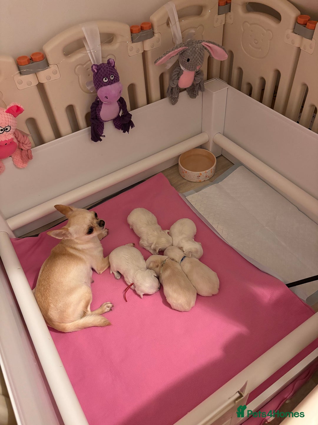 Chihuahua dogs for sale: KC registered beautiful chihuahua puppies - Advert 4