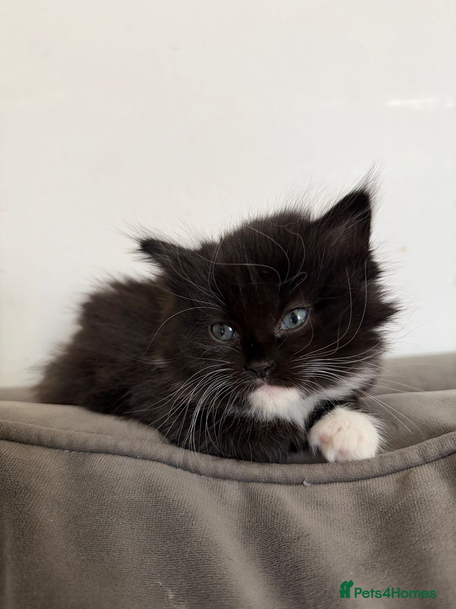 Mixed Breed cats Fluffy lady - Advert 1