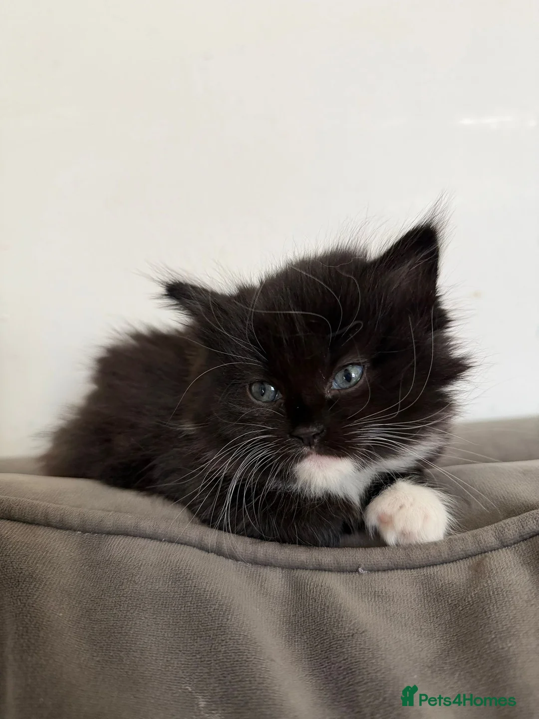 Mixed Breed cats for sale: Fluffy lady - Advert 1