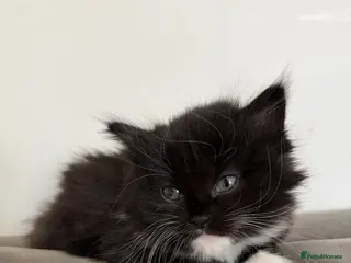 Mixed Breed cats Fluffy lady - Advert 3