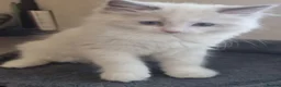 Ragdoll cats for sale: Gccf tica ragdoll kittens - Advert 5