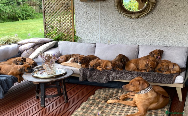 Rhodesian Ridgeback dogs - Advert 2