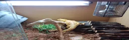 Bearded Dragon reptiles for sale: Bearded dragon 4ft tank lights and thermostat  in Telford - Advert 4