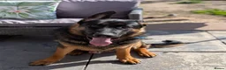 German Shepherd dogs for sale: German Shepherd 1 Year Old - Advert 2