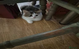 Mixed Breed cats for sale: Kittens for sale - Image 4