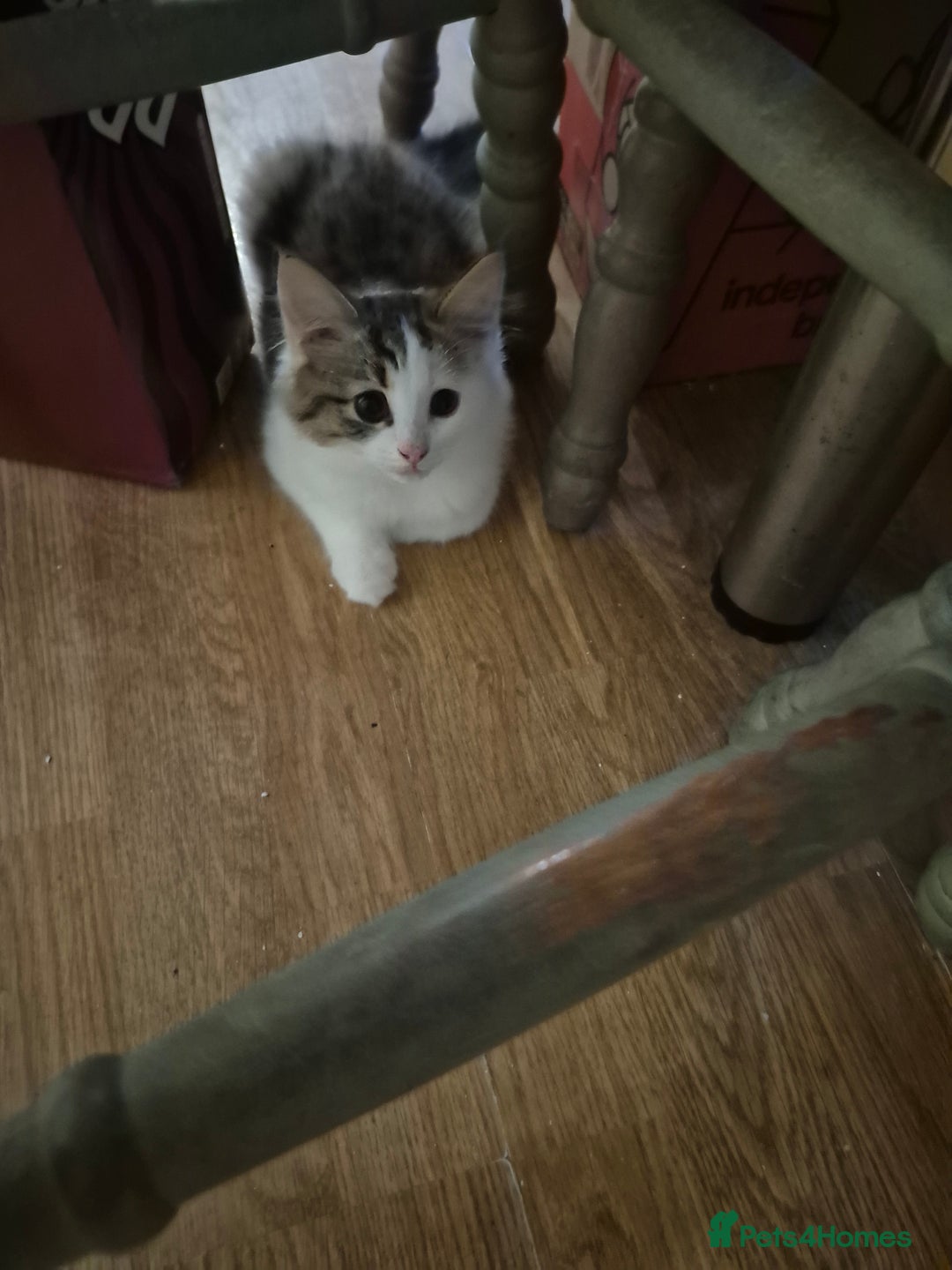 Mixed Breed cats for sale: Kittens for sale - Image 4