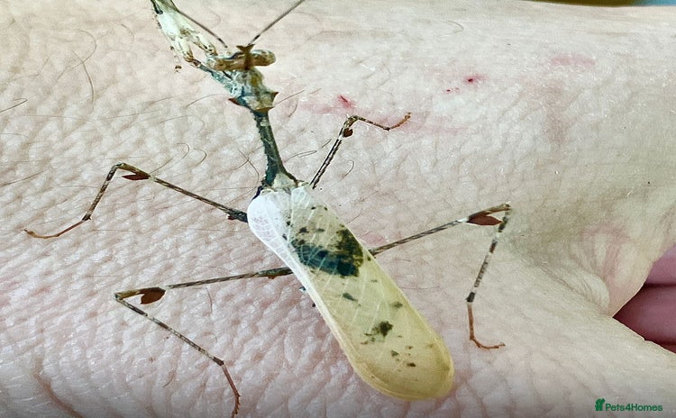 Praying Mantis invertebrates - Advert 1
