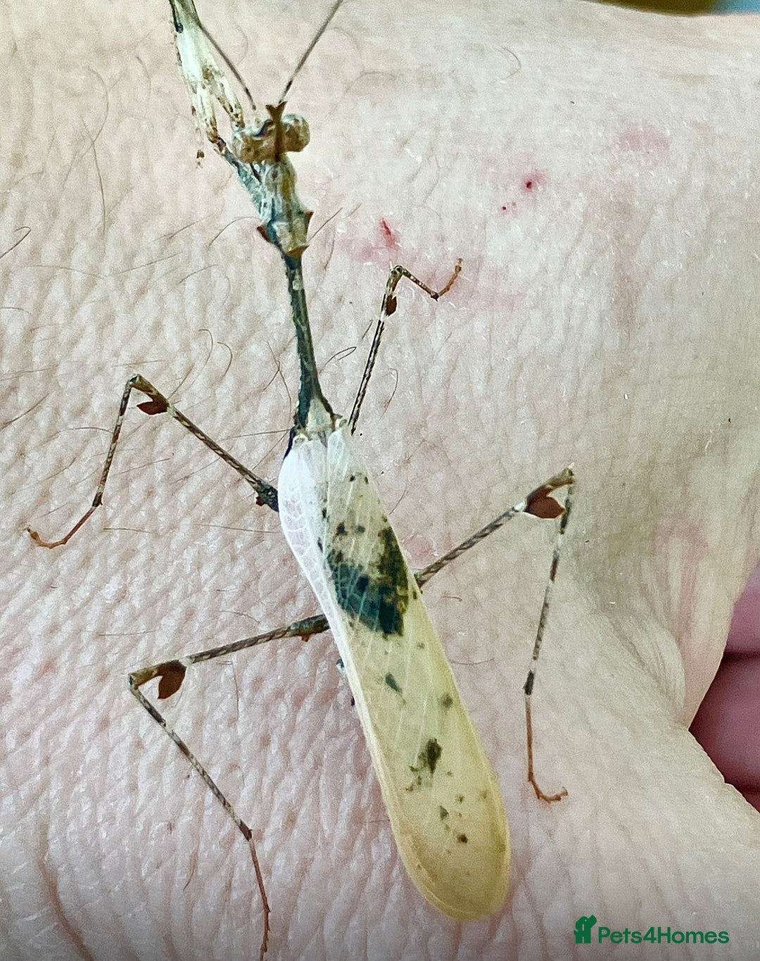 Praying Mantis invertebrates for sale: Adult female Cryptic mantis  - Image 1