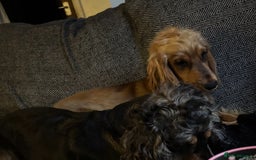 Cocker Spaniel dogs for sale: 2 x Show cocker spaniels (Red) - Image 5