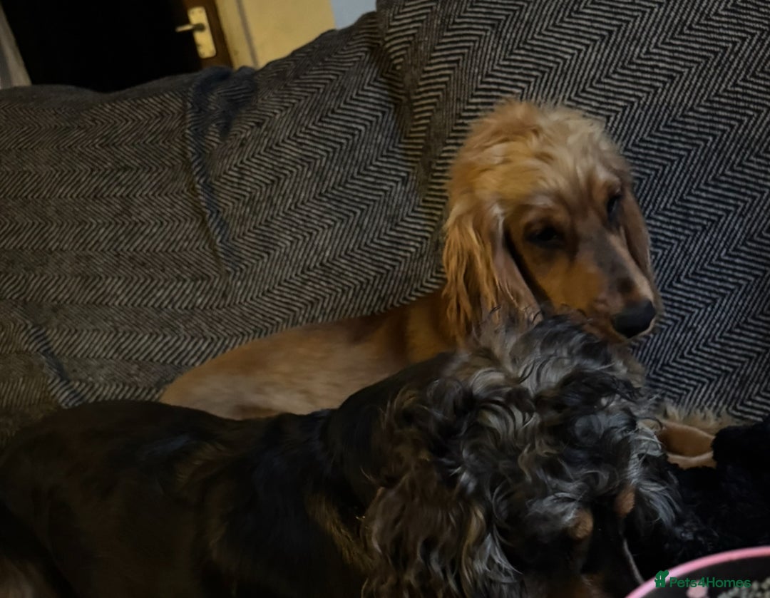 Cocker Spaniel dogs for sale: 2 x Show cocker spaniels (Red) - Image 5